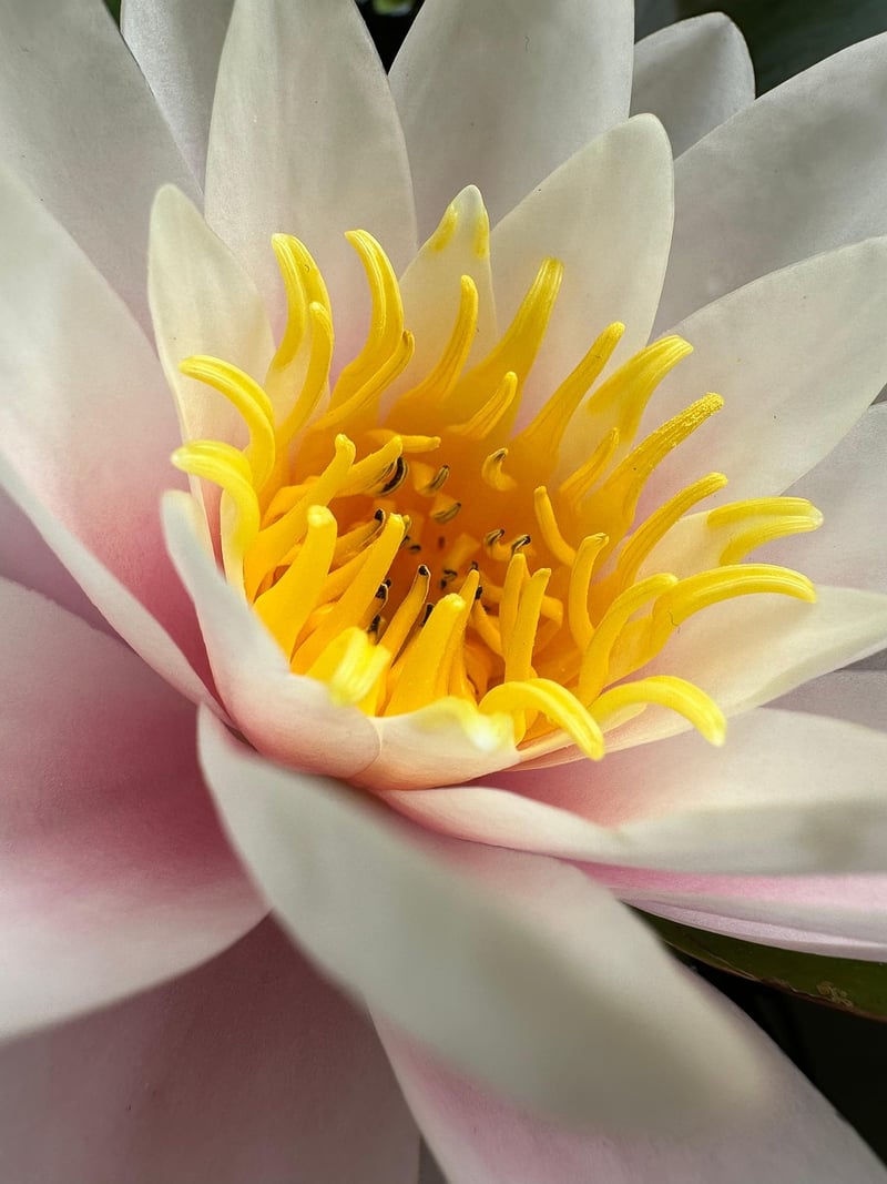 Lily