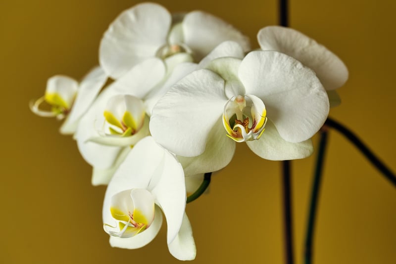 Orchids